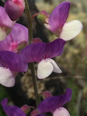 Lathyrus magellanicus