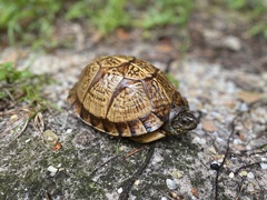 Terrapene carolina major