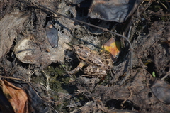 Discoglossus galganoi