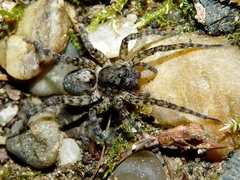 Arctosa perita