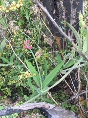 Lathyrus magellanicus