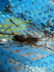 Neocurtilla hexadactyla