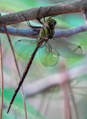 Triacanthagyna trifida