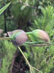 Lathyrus magellanicus