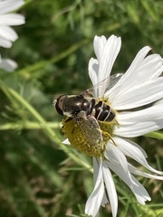 Eristalis dimidiata