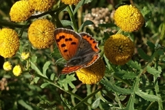 Lycaena phlaeas