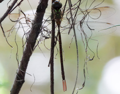 Triacanthagyna trifida