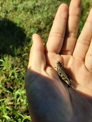 Calliptamus italicus