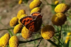 Lycaena phlaeas