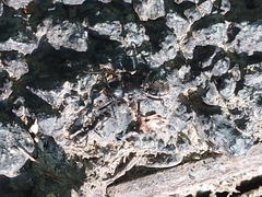 Camponotus vagus