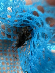 Neocurtilla hexadactyla