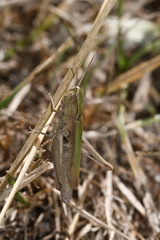 Chorthippus dorsatus