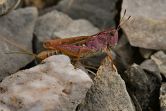 Gomphocerus sibiricus
