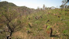 Xanthorrhoea johnsonii
