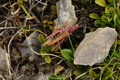 Gomphocerus sibiricus