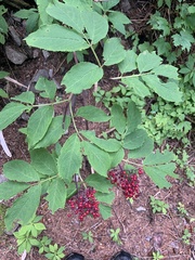 Sambucus racemosa