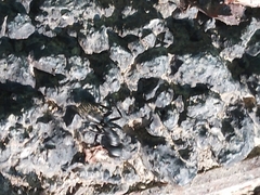 Camponotus vagus