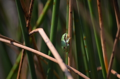 Hyla molleri