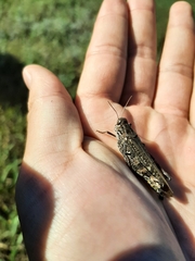 Calliptamus italicus
