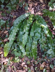 Asplenium scolopendrium