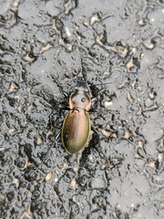 Carabus scheidleri