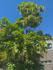 Catalpa