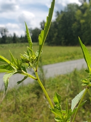 Bidens aristosa