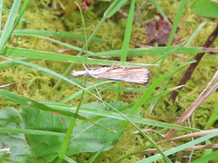 Agriphila vulgivagellus
