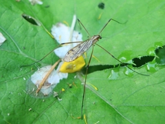 Amphineurus
