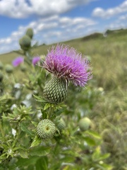 Cirsium altissimum