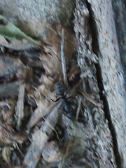Camponotus vagus