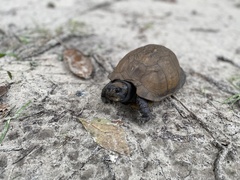 Terrapene carolina major