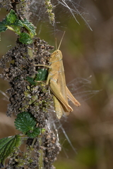 Chorthippus dorsatus