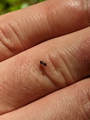 Lasius