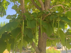 Catalpa