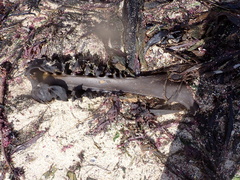 Saccorhiza polyschides