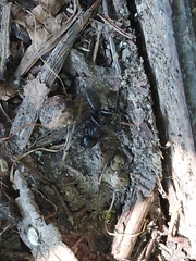 Camponotus vagus