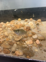 Poecilia latipinna