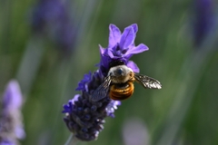 Xylocopa tabaniformis azteca