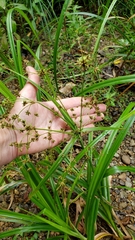 Scirpus expansus