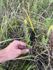 Solidago radula