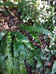 Asplenium scolopendrium
