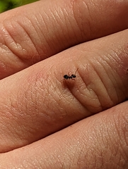 Lasius