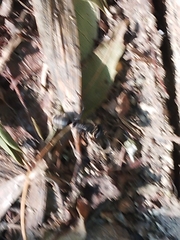 Camponotus vagus