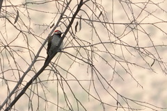 Colaptes atricollis