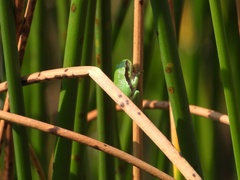 Hyla molleri