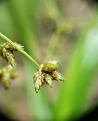 Scirpus expansus