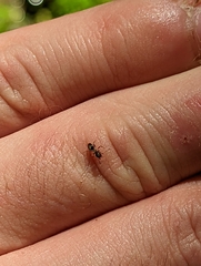 Lasius