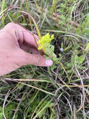 Solidago radula