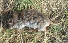 Nothocricetulus migratorius